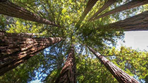 How Our Tree Care Process Works  in  Eagle Point, OR