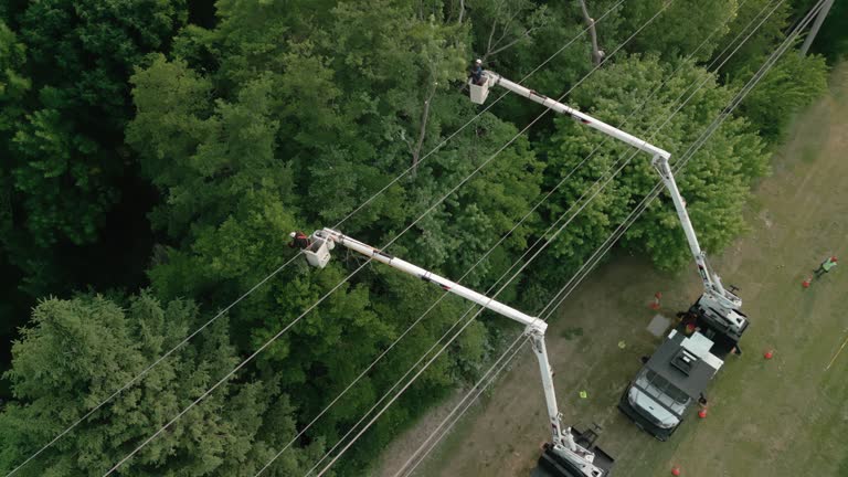 Reliable Eagle Point, OR Tree Care Services Solutions